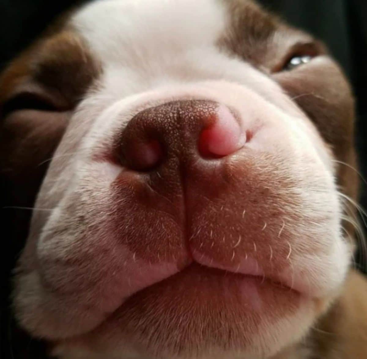 close up of brown and white puppy's face