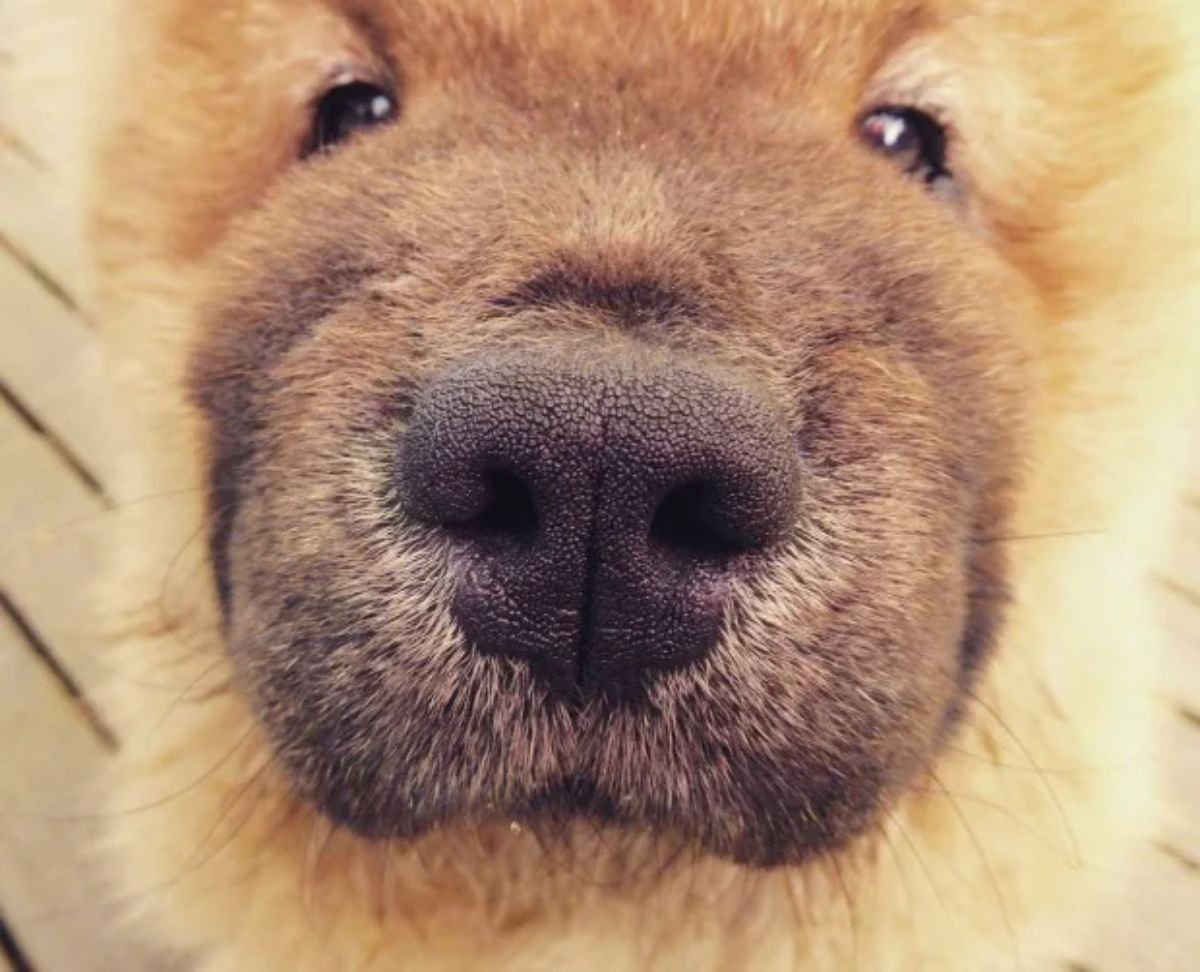 close up of brown chow chow's face