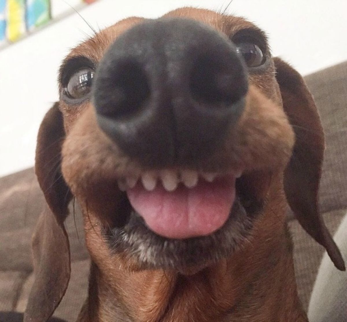 close up of brown dachshund's face