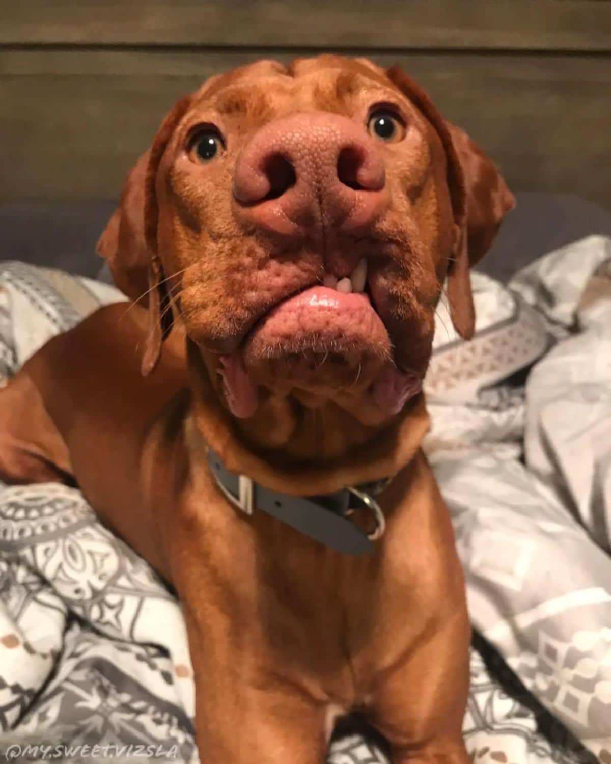 close up of brown dog's face with the lip on one side being bitten