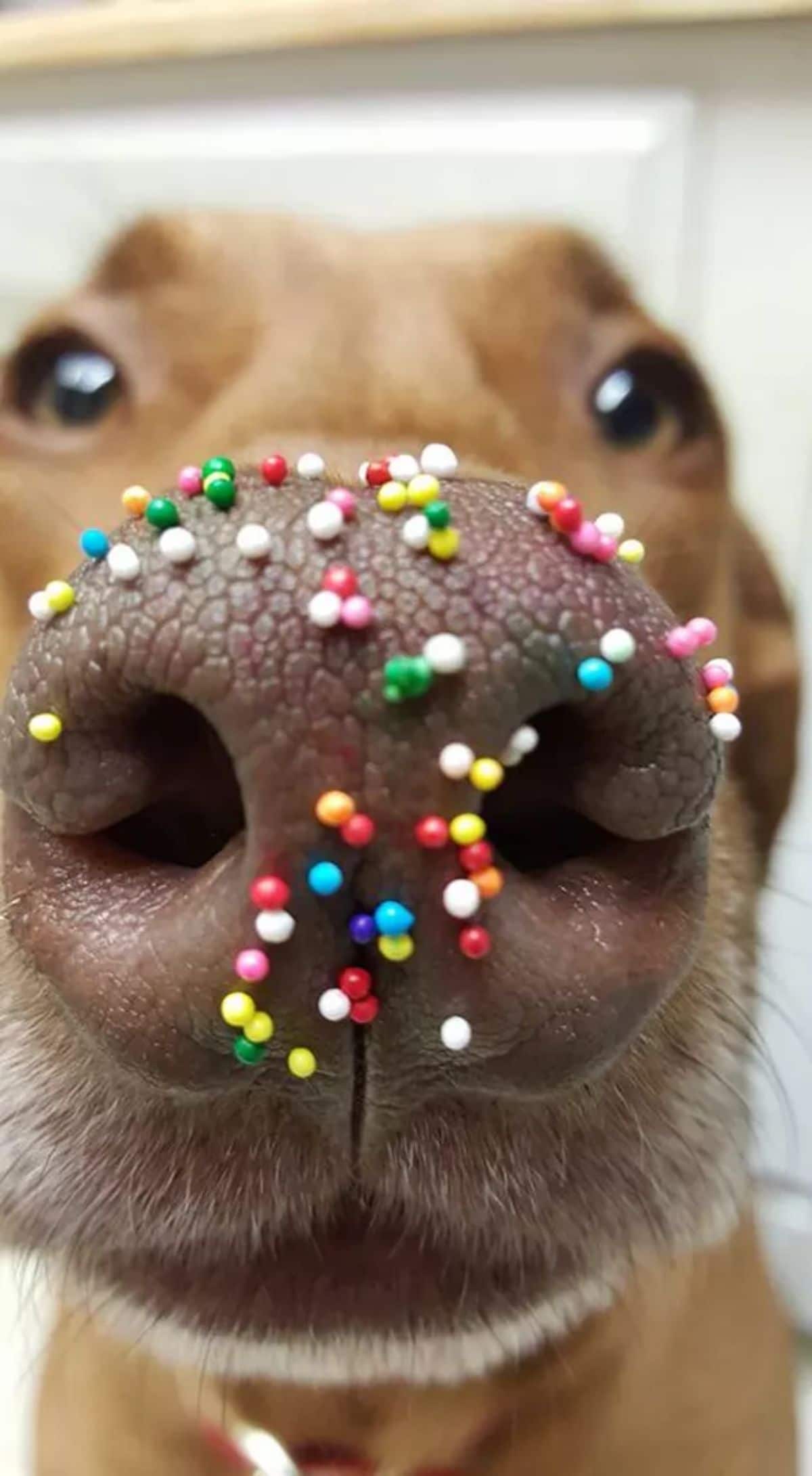 close up of brown dog's nose with colourful pebbles stuck to it