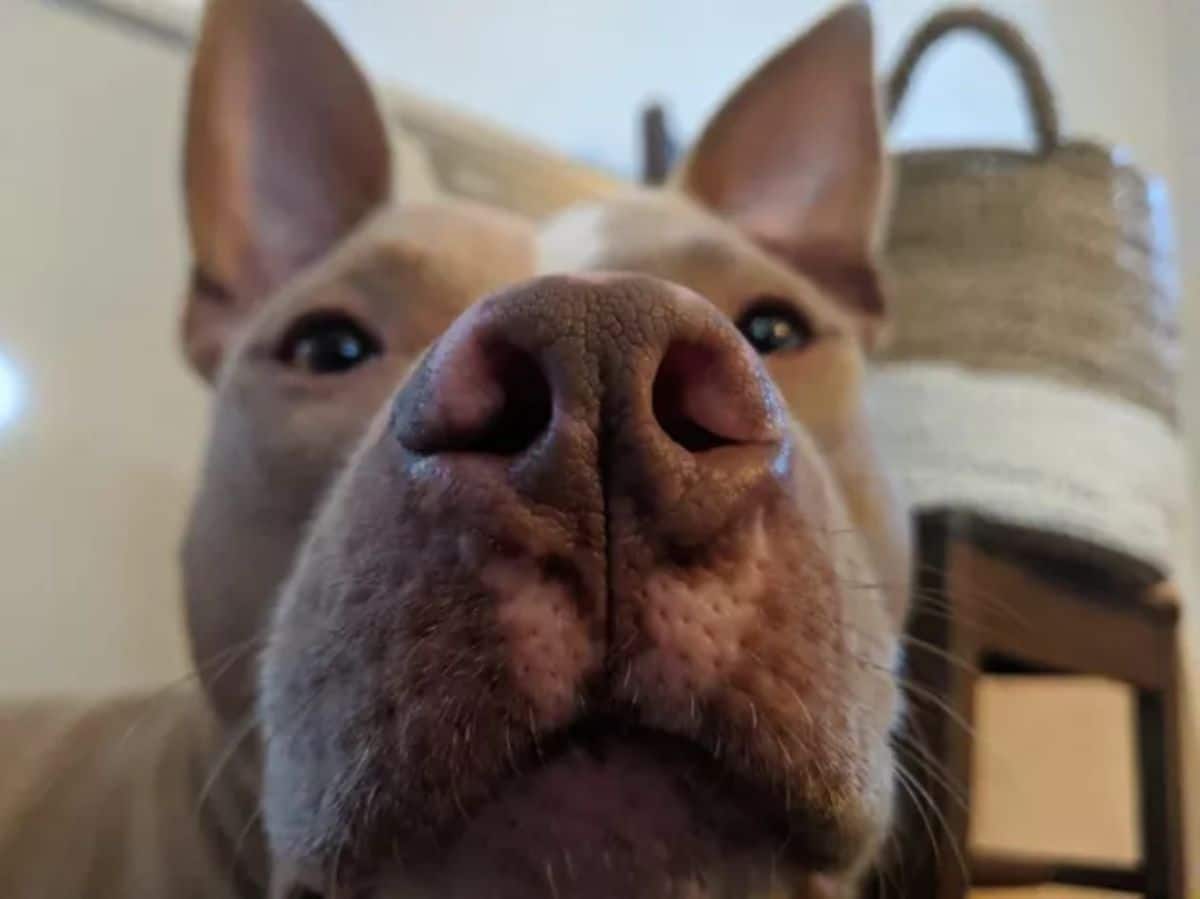 close up of brown pitbull's face