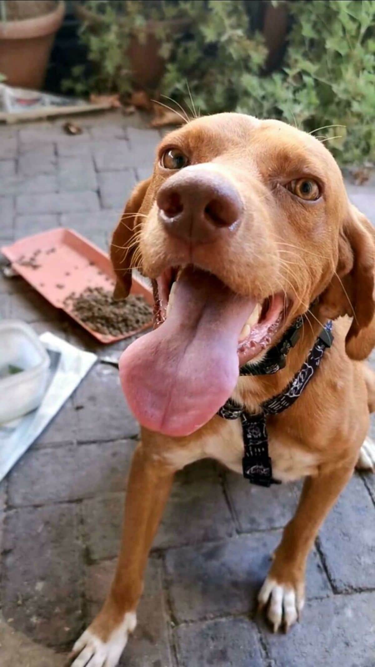 close up of brown smiling dog's face