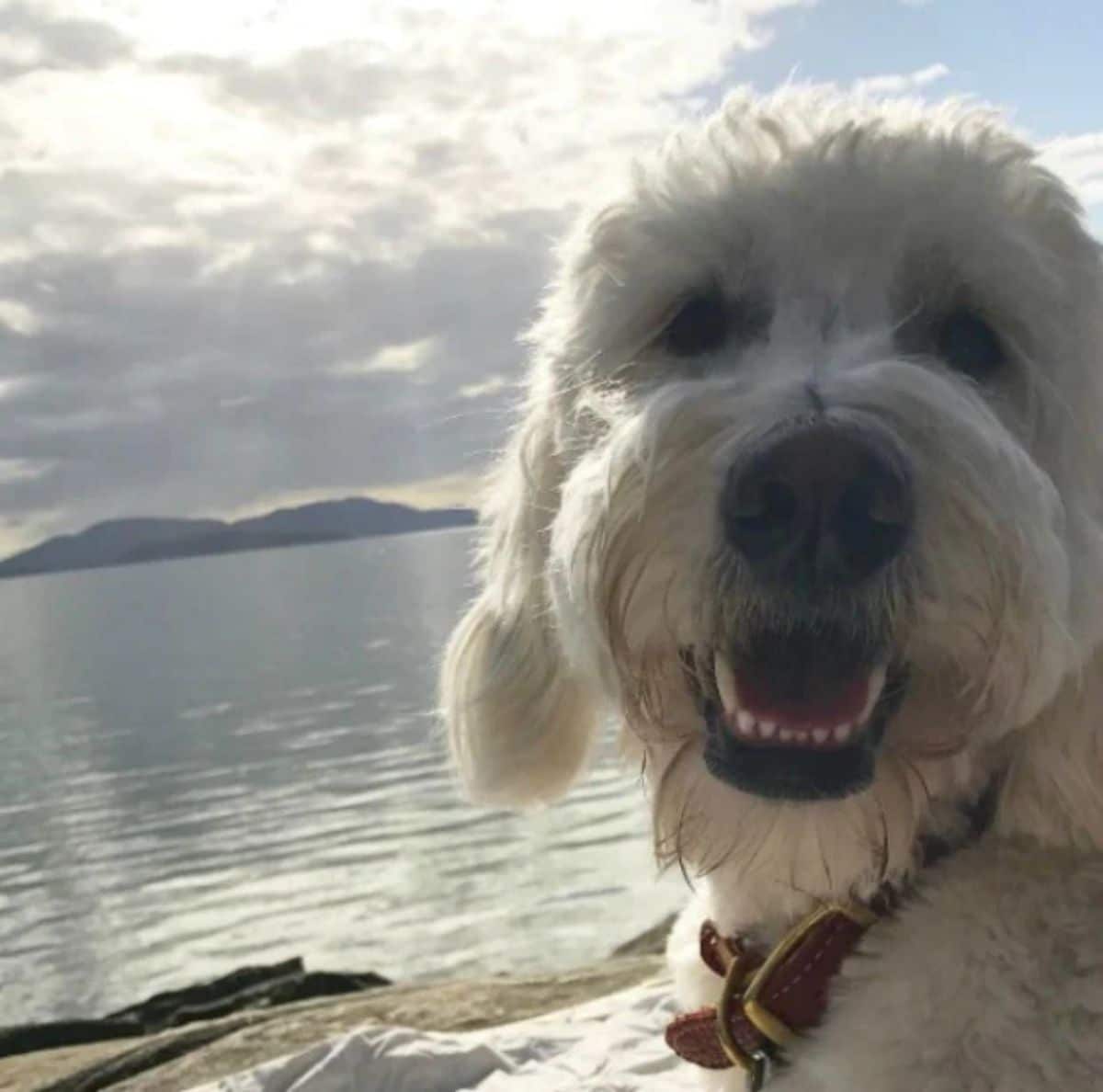 close up of fluffy white dog by a lake