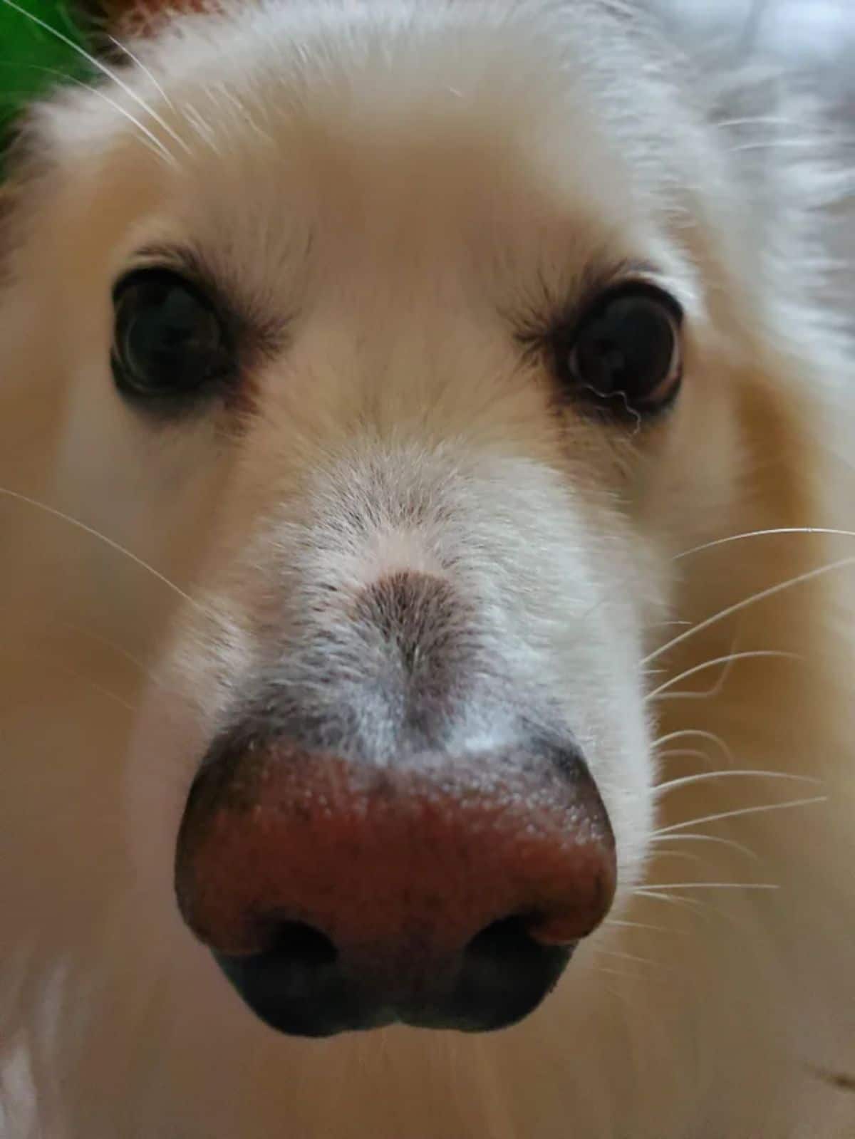 close up of fluffy white dog's face