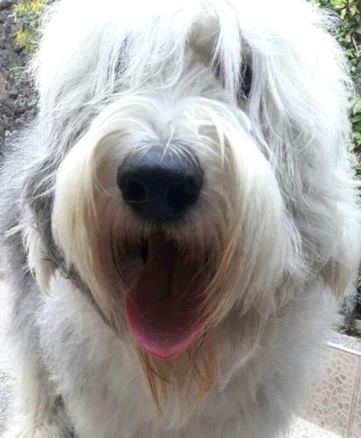 close up of fluffy white dog's face