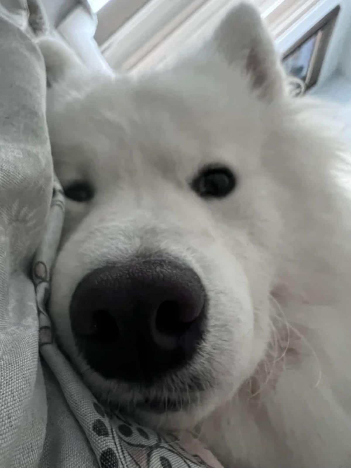 close up of fluffy white samoyed laying sideways on a white bed