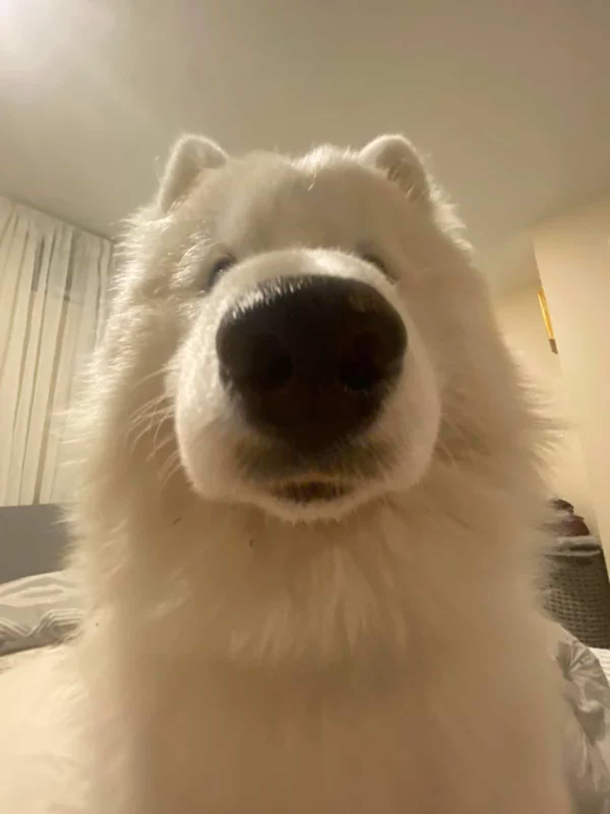 close up of fluffy white samoyed on a white bed