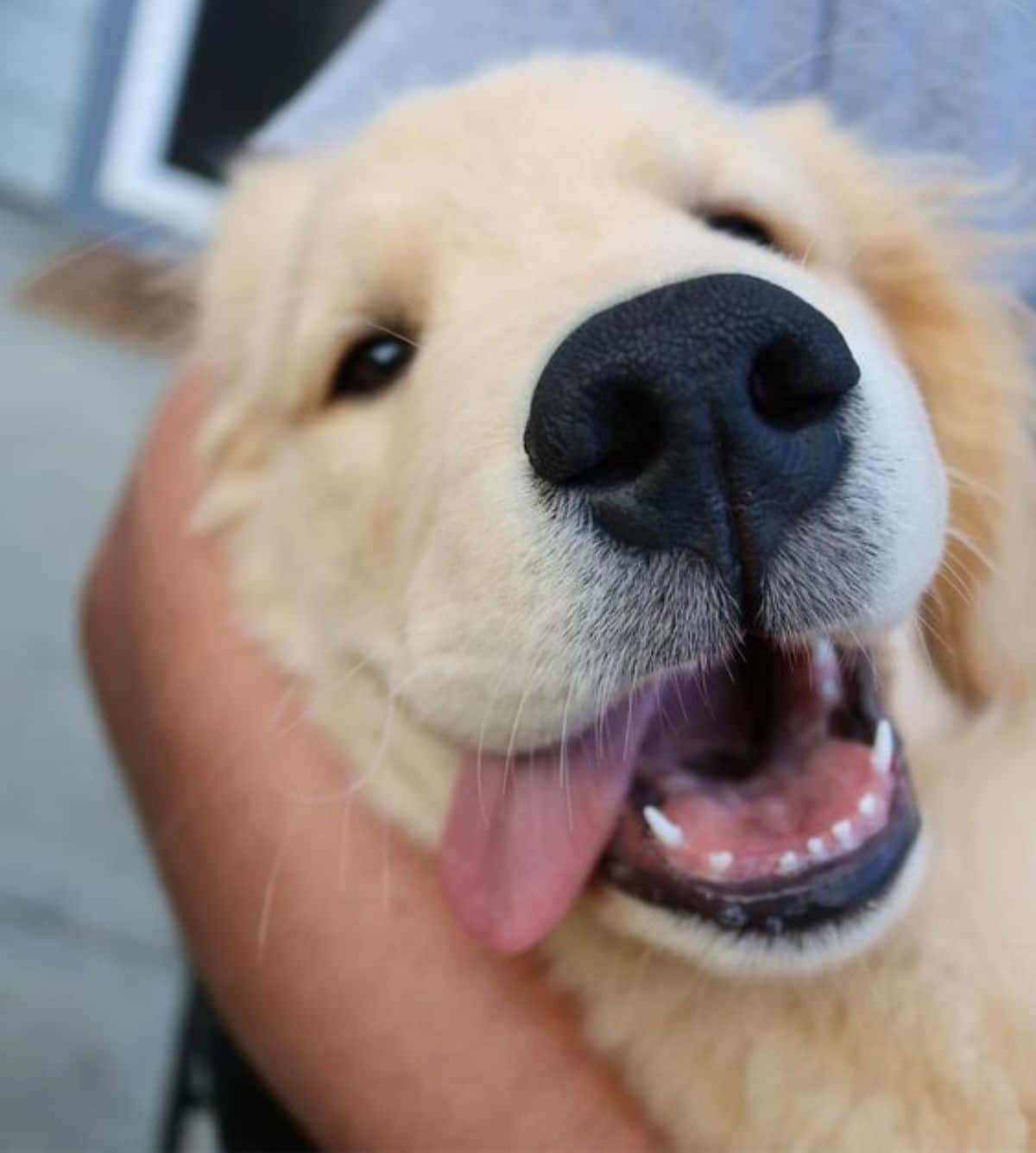 close up of golden retriever puppy's face with the tongue hanging out