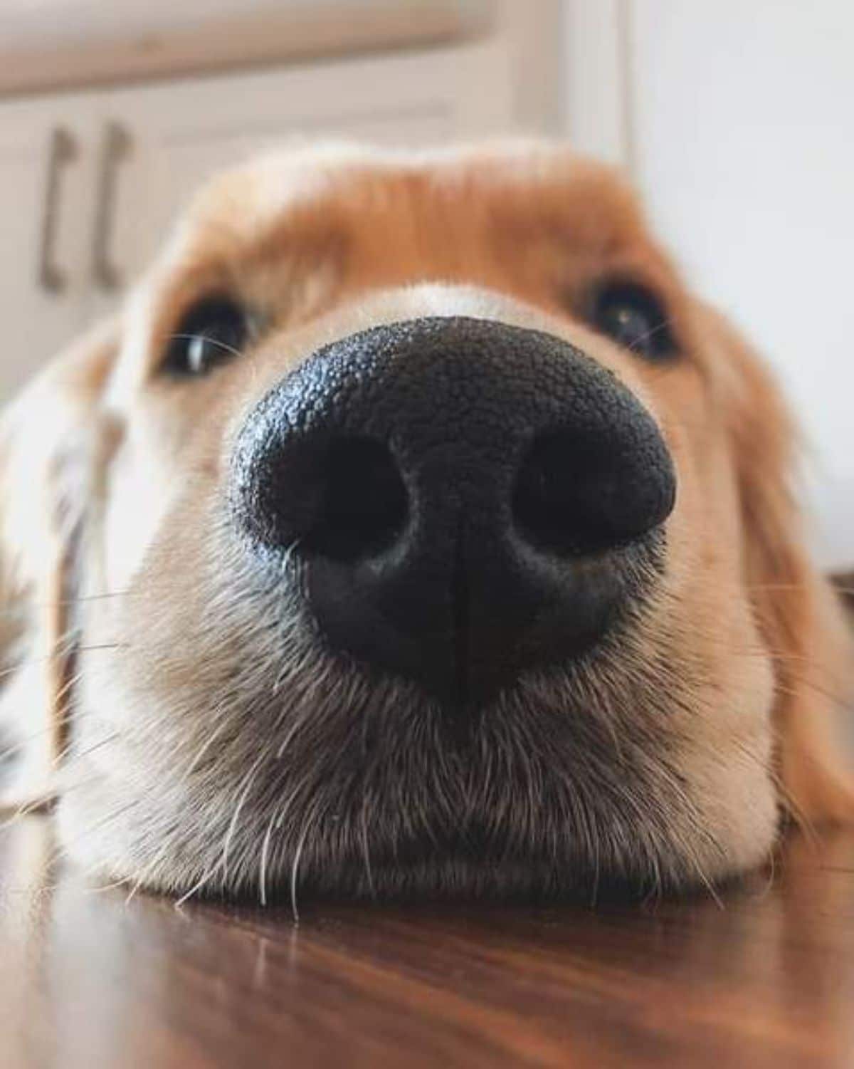 close up of golden retriever's face while it's laying on the floor