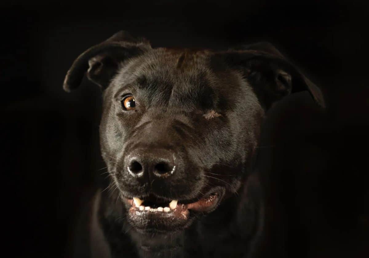 close up of one eyed black dog's face