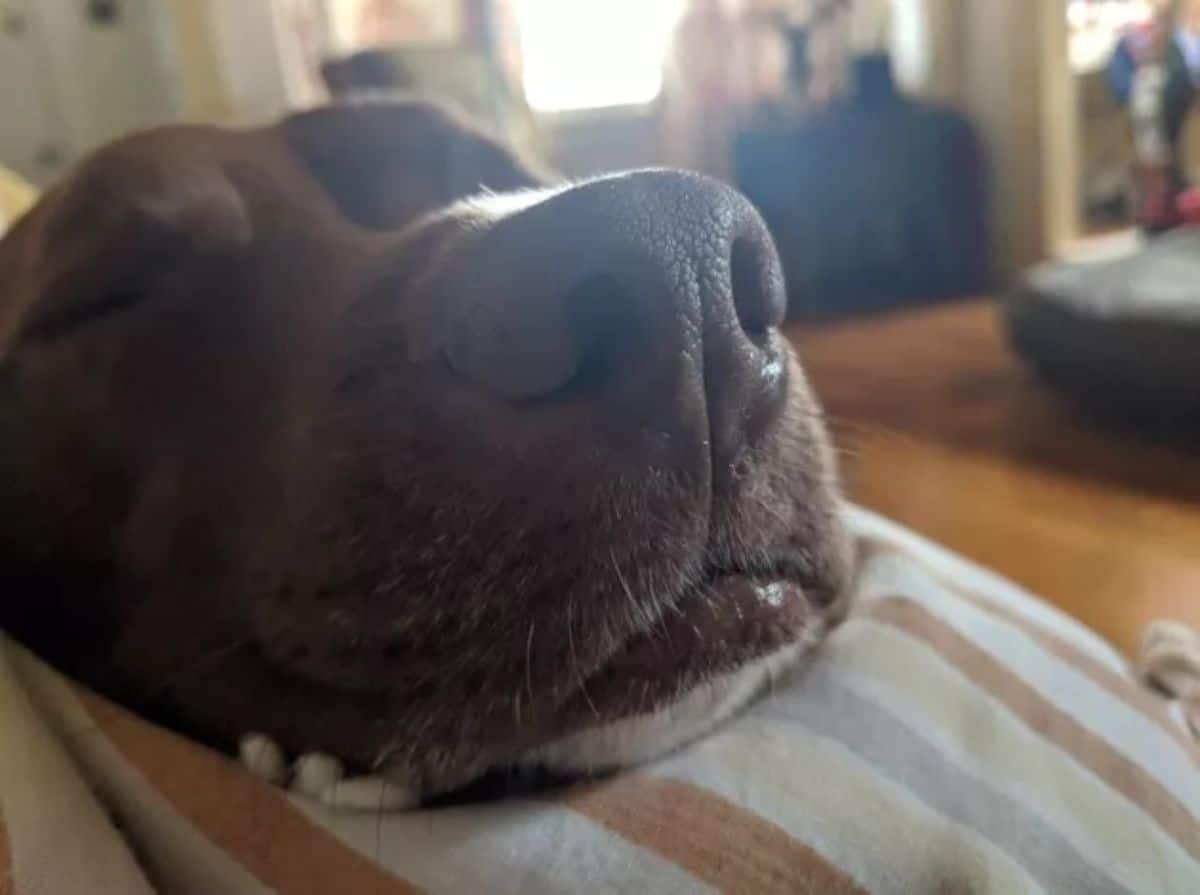 close up of sleeping brown dog's face