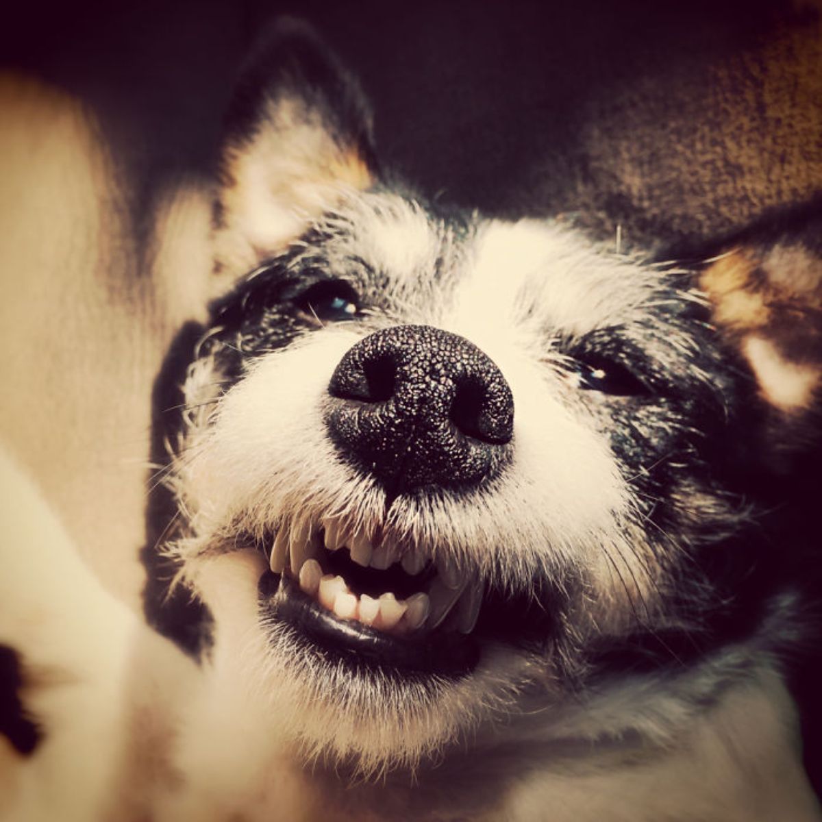 close up of smiling black and white dog's face