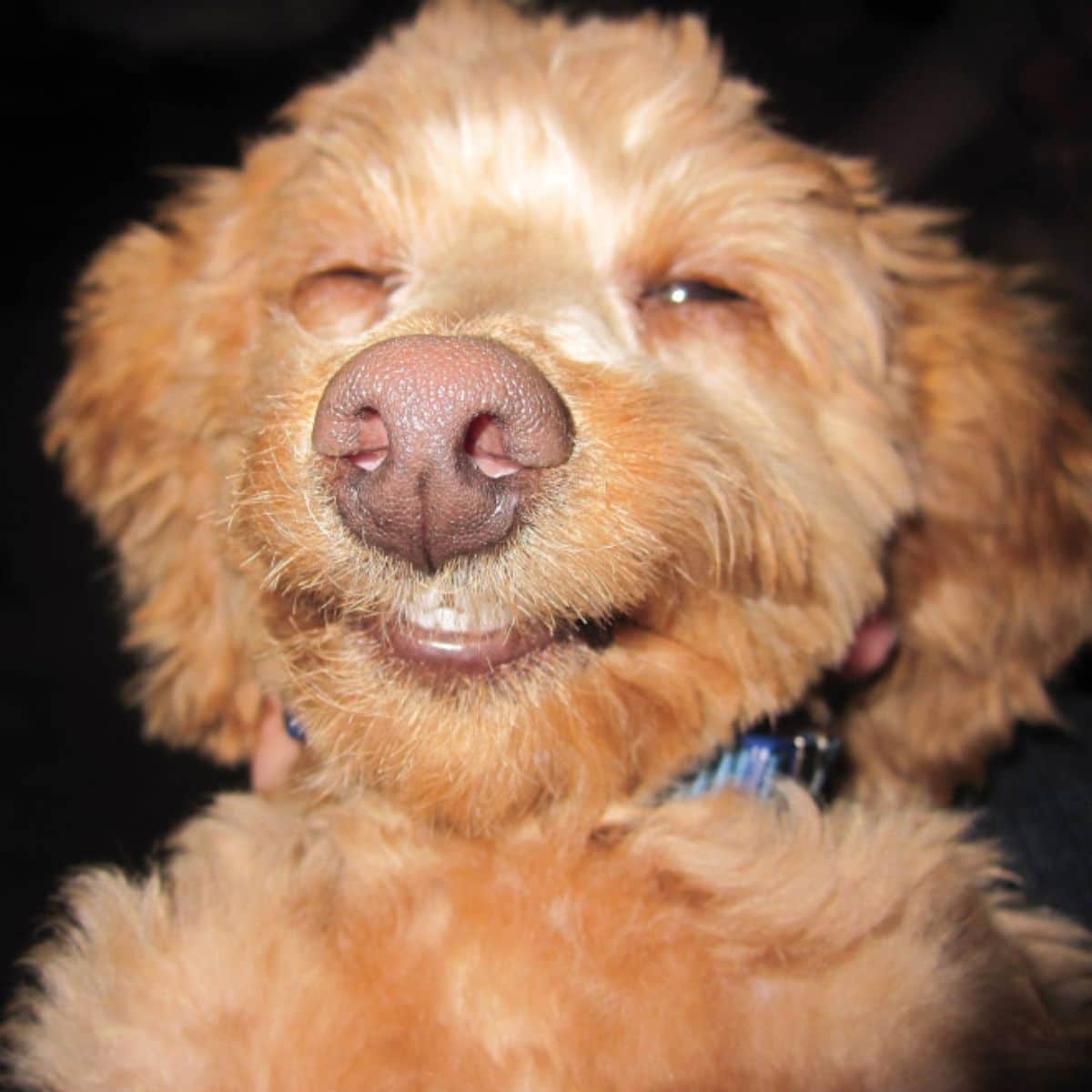 close up of smiling fluffy brown dog's face