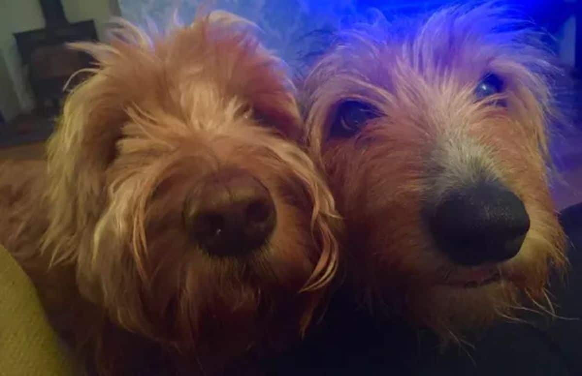 close up of two fluffy brown dog's faces