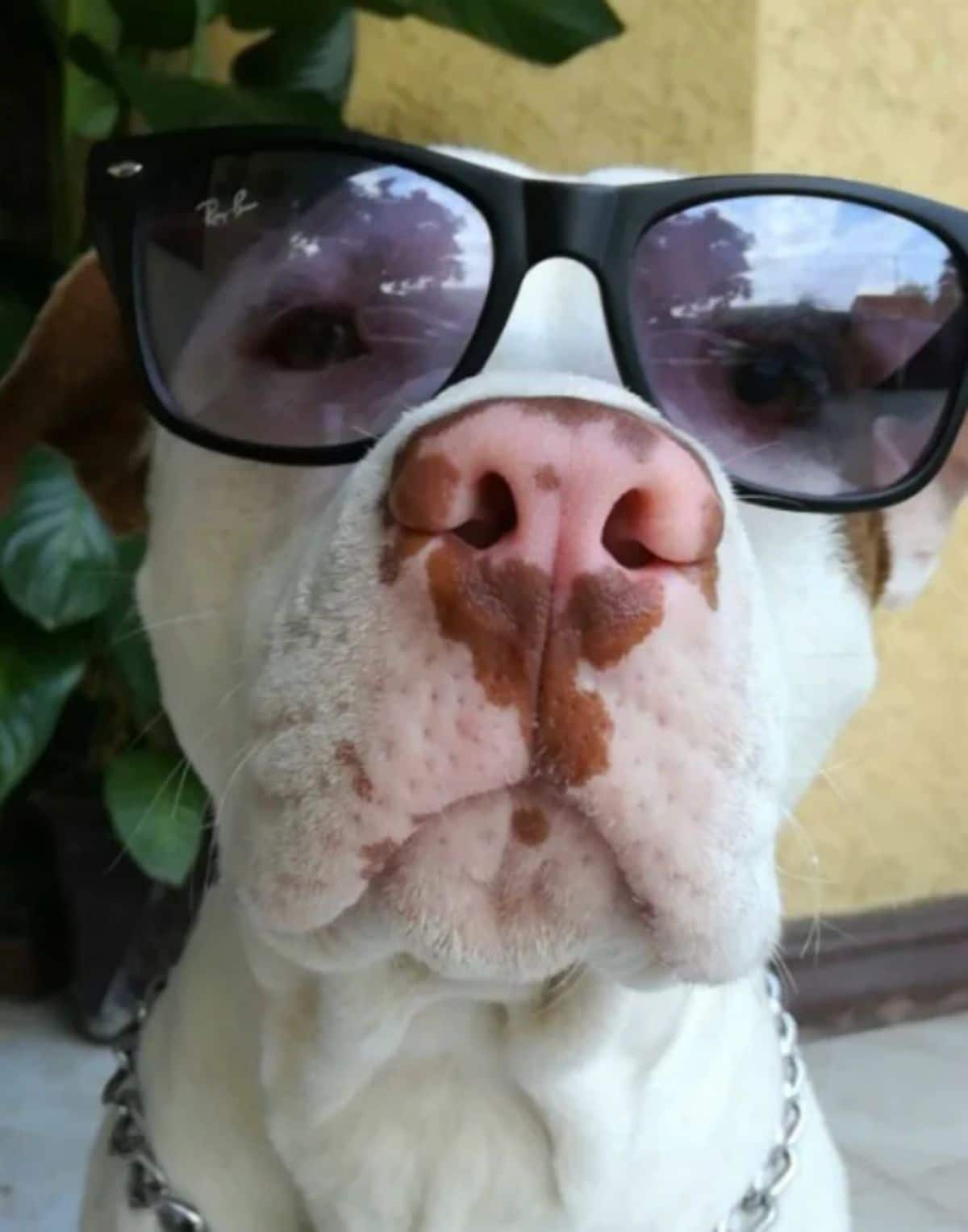 close up of white and brown pitbull's face wearing black glasses