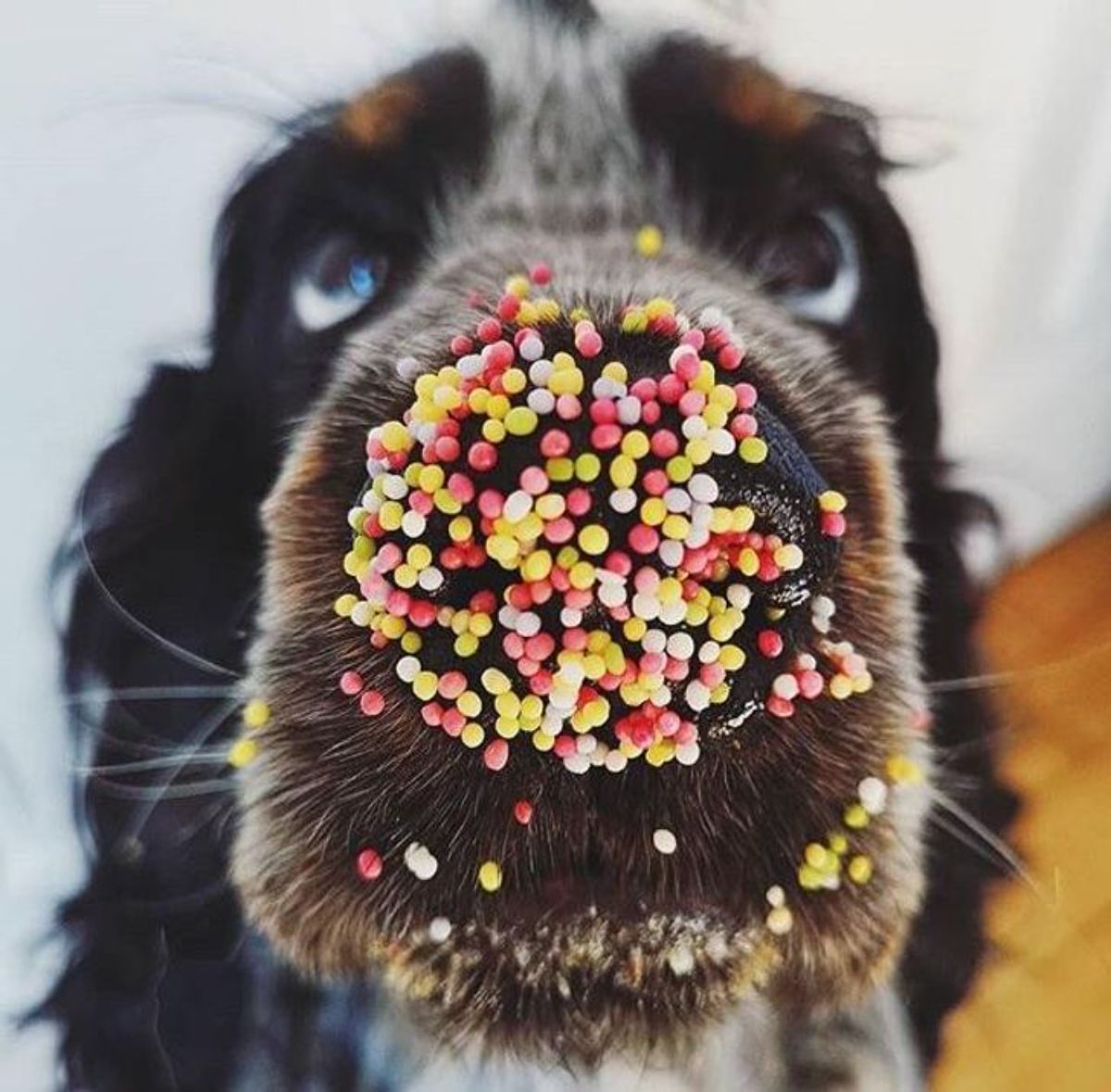 close up of white black and brown dog's face with colourful sprinkles on the nose