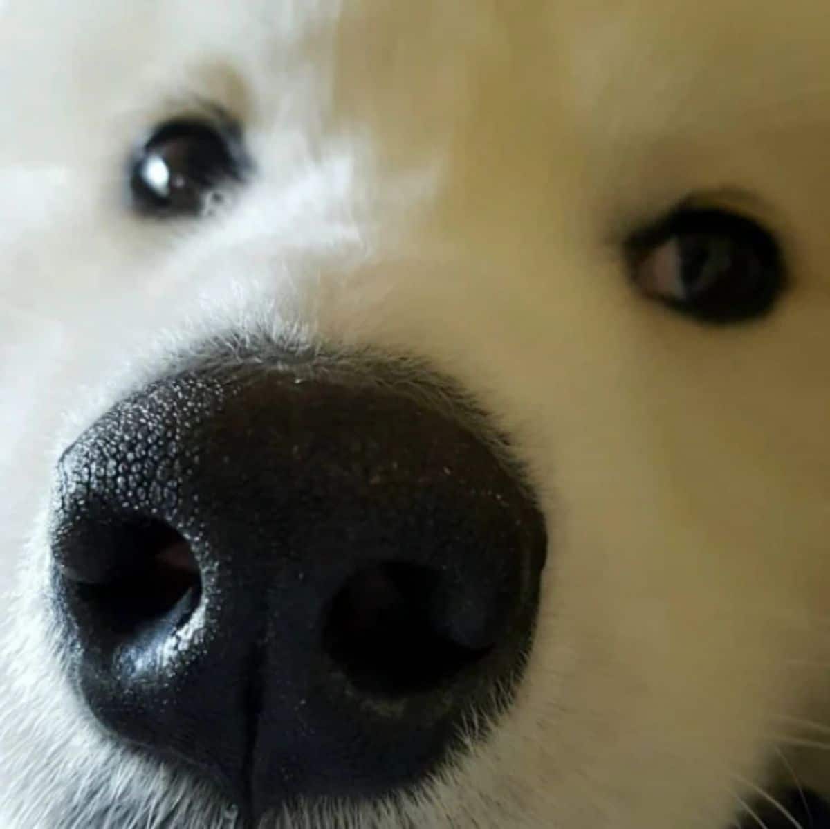 close up of white samoyed's face