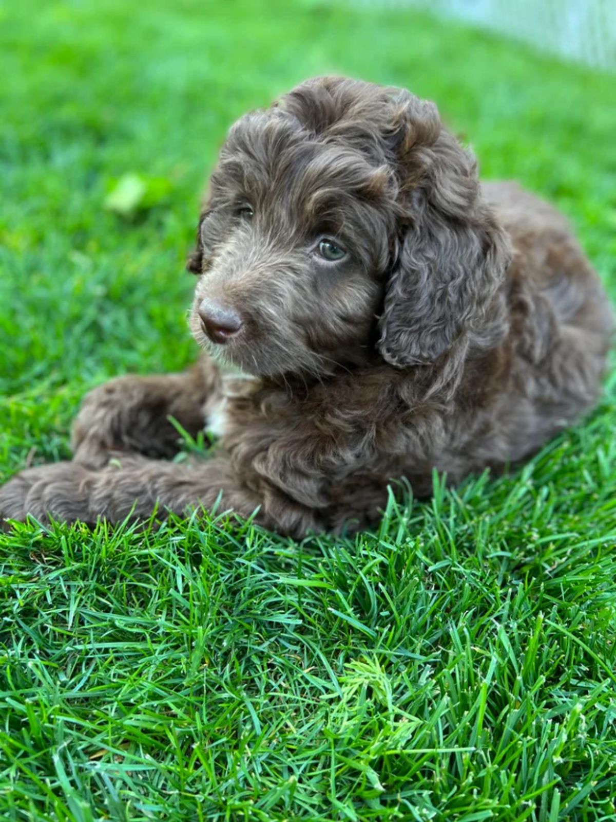 curly haired brown puppy laying on grass