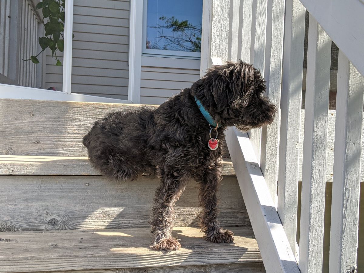 curly haired brown dog sitting on a patio stair with the front legs on the next stair