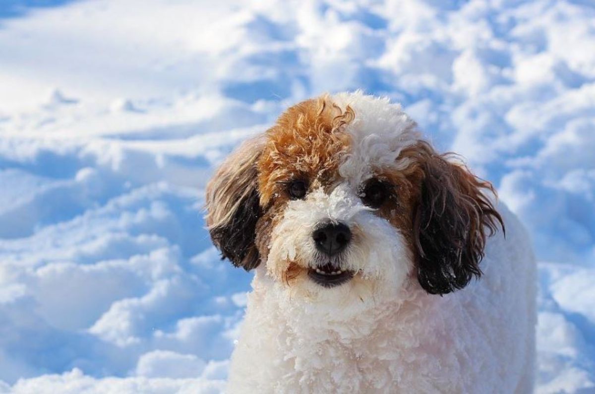 curly white and brown dog standing in snow