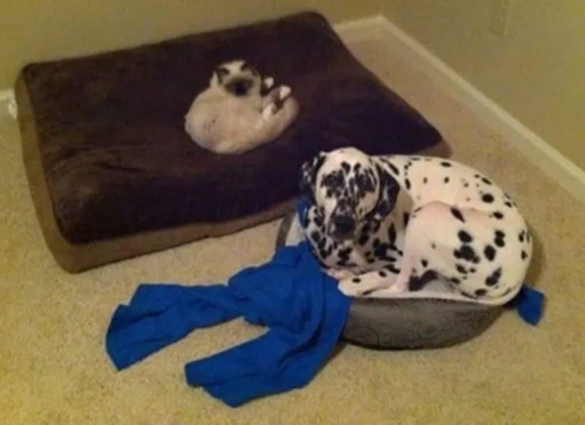 dalmation laying in a small white and grey cat bed and a blue blanket while a siamese cat laying on a large brown dog bed