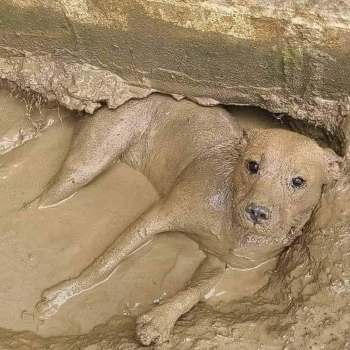 dog covered in mud laying in a mud puddle