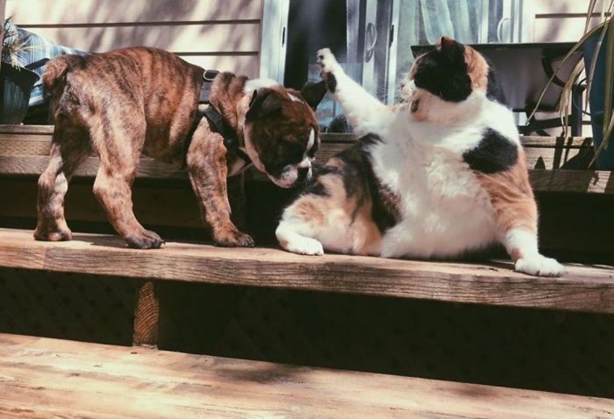 fat white orange and black cat swiping at a black white and brown brindle puppy while they're both on a wooden step