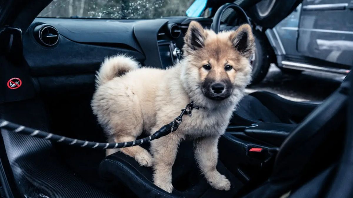 fluffy brown white and black puppy standing on a car seat and leashed up inside it