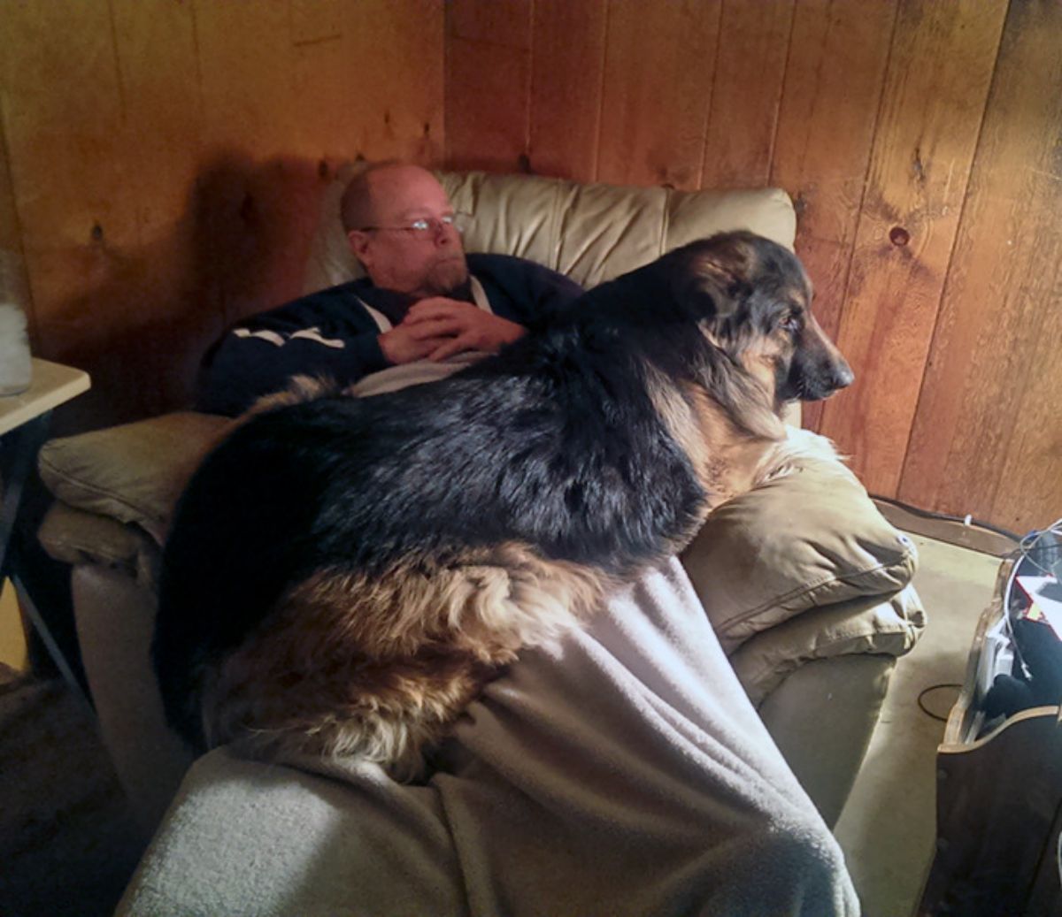 fluffy black and brown dog laying across an old man's lap