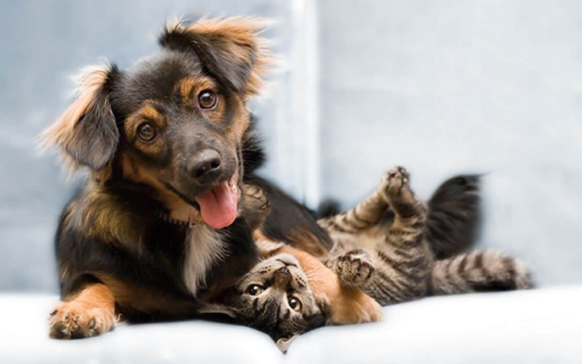 fluffy black and brown dog laying on a white sofa holding a grey tabby kitten laying belly up