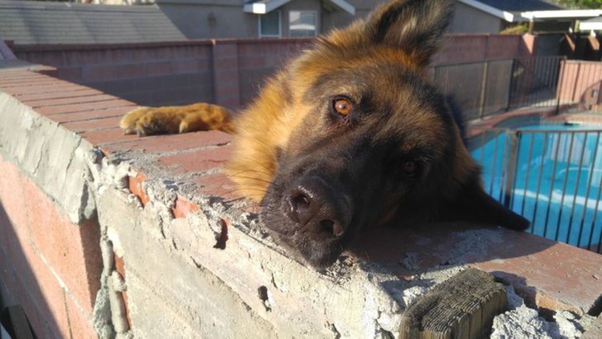 fluffy black and brown dog peeking over a brick wall with the head placed on top of it