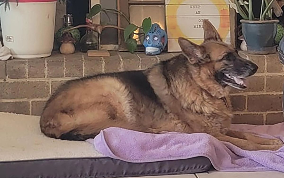 fluffy black and brown german shepherd laying on a brown blanket