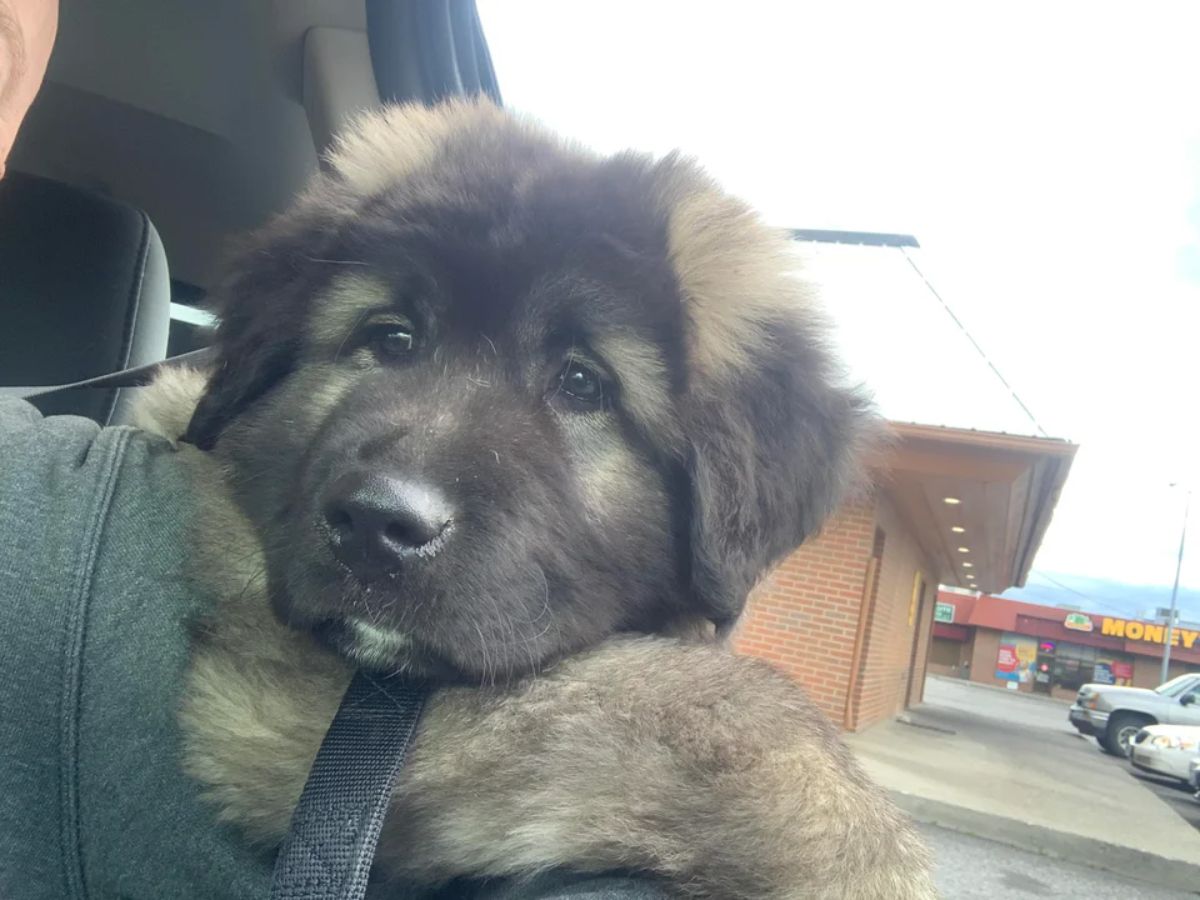 fluffy black and brown puppy being held by someone in a vehicle