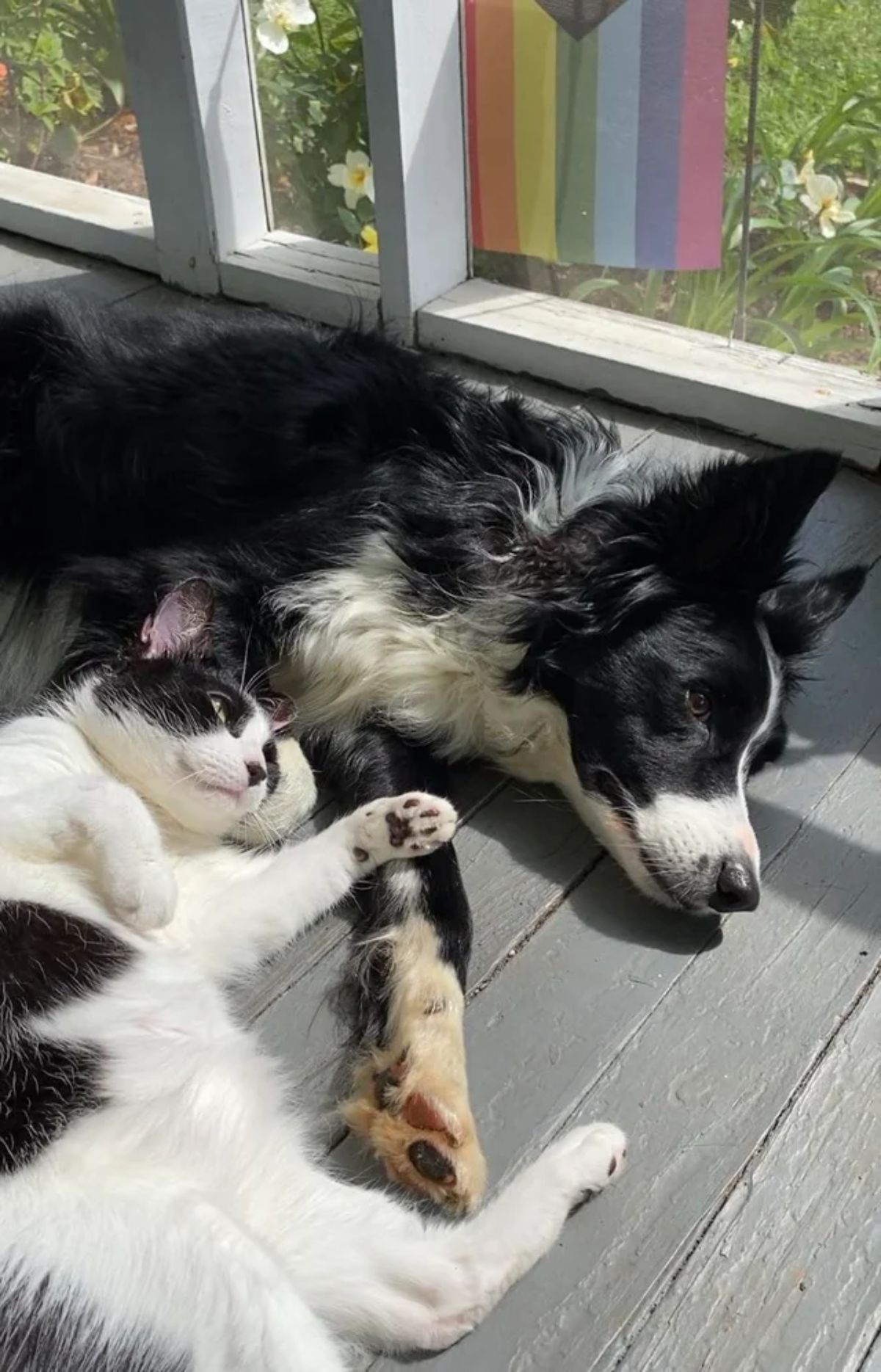 fluffy black and white cat laying on the floor next to a fluffy black and white dog