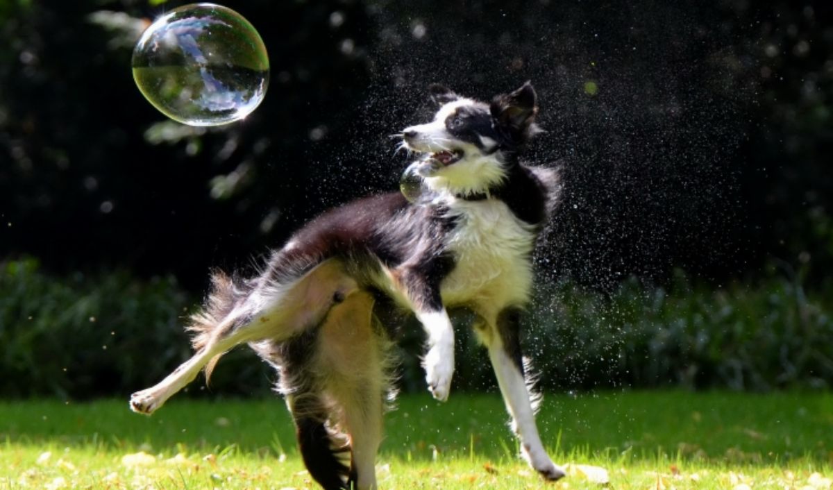 fluffy black and white collie running trying to catch a giant soap bubble