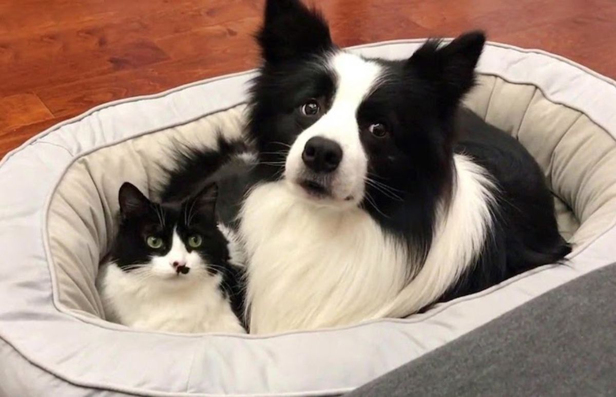 fluffy black and white dog and fluffy black white cat together inside a white and beige dog bed