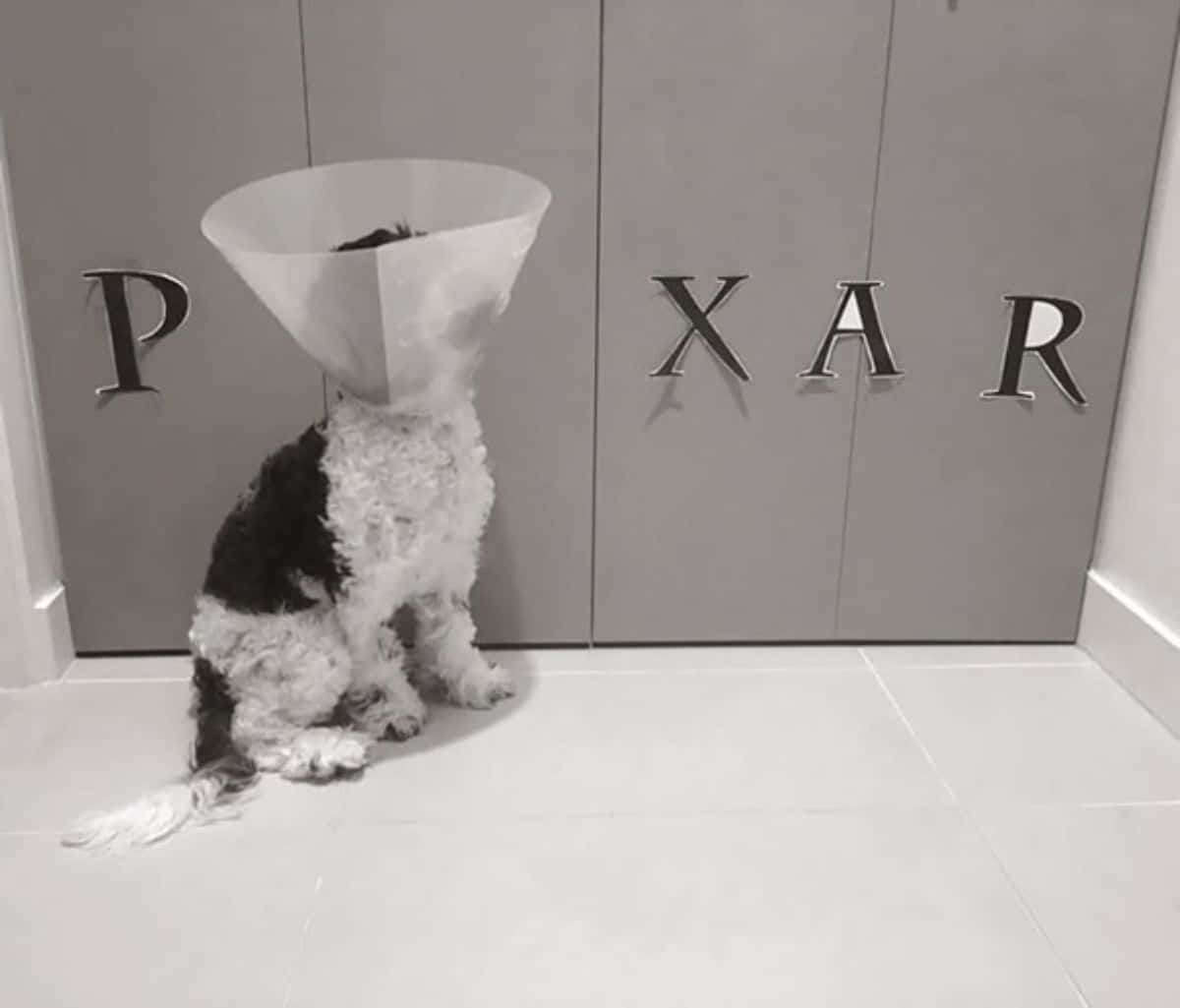 fluffy black and white dog in a plastic elizabethan cone placed as the letter I with the letters P on one side and X and A and R on the other