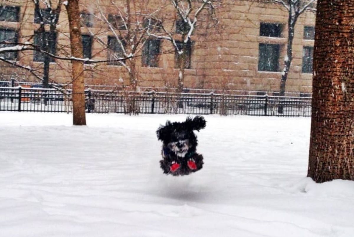 fluffy black and white dog in red boots running in snow with the legs in mid-air