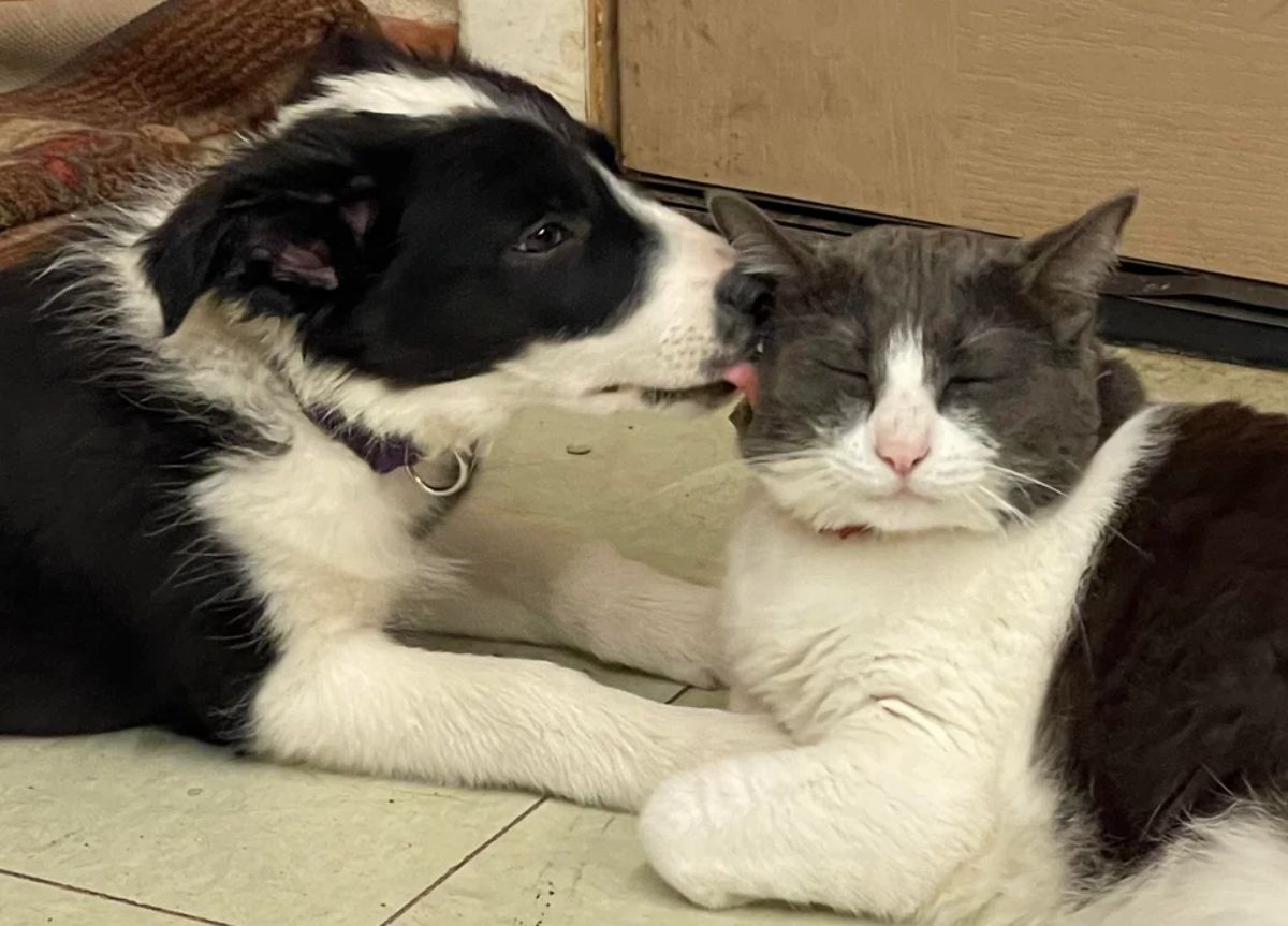 fluffy black and white dog laying on the floor and licking the face of a black and white cat