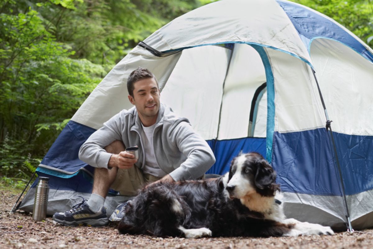 fluffy black and white dog laying on the floor next to a man in front of a white and blue camping tent