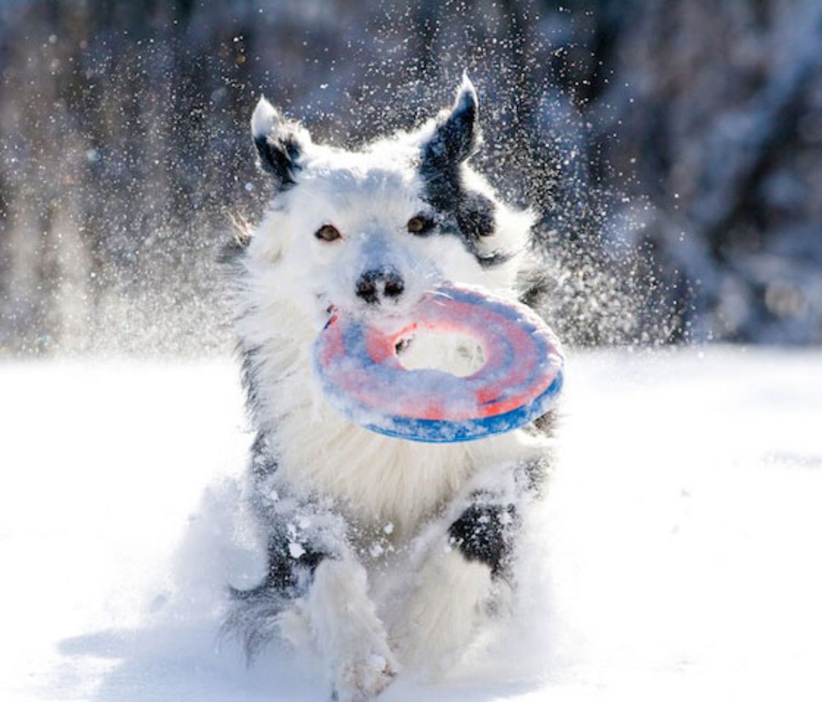 fluffy black and white dog running in snow with a red and blue frisbee in its mouth