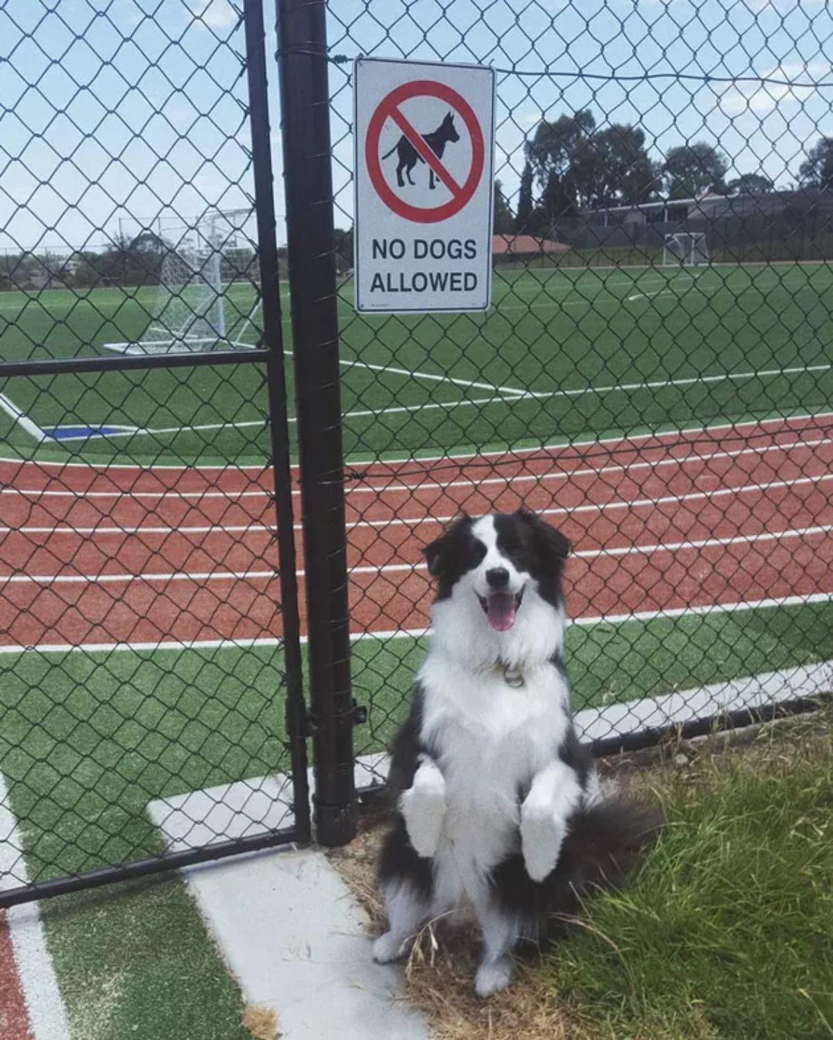 fluffy black and white dog sitting up on its haunches by a fence to a track with a NO DOGS ALLOWED sign