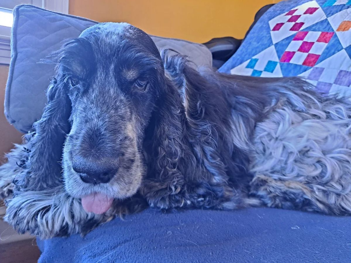 fluffy black and white spaniel laying on a blue sofa with the tongue hanging out