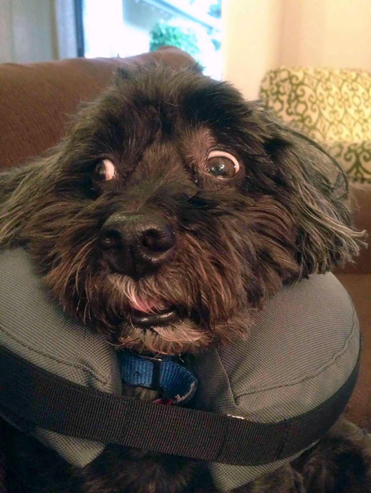 fluffy black dog in a padded cone collar with widened eyes