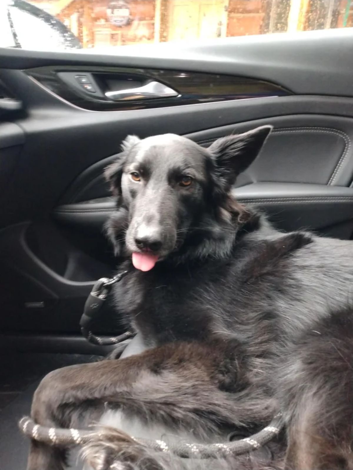 fluffy black dog laying on a car seat with the tongue sticking out