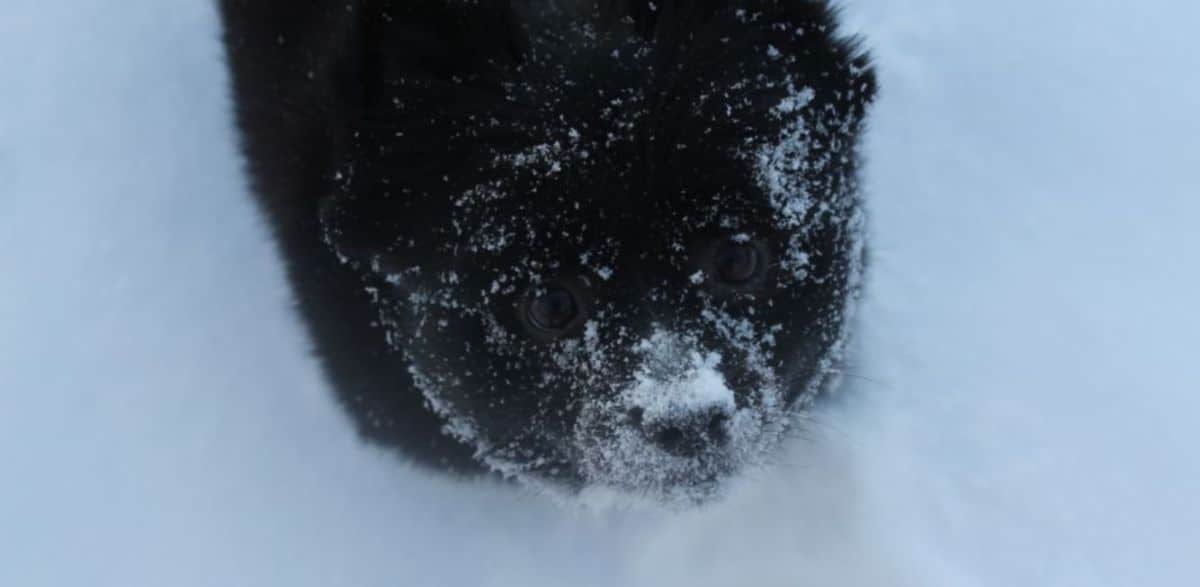 fluffy black dog standing in snow and covered in snow