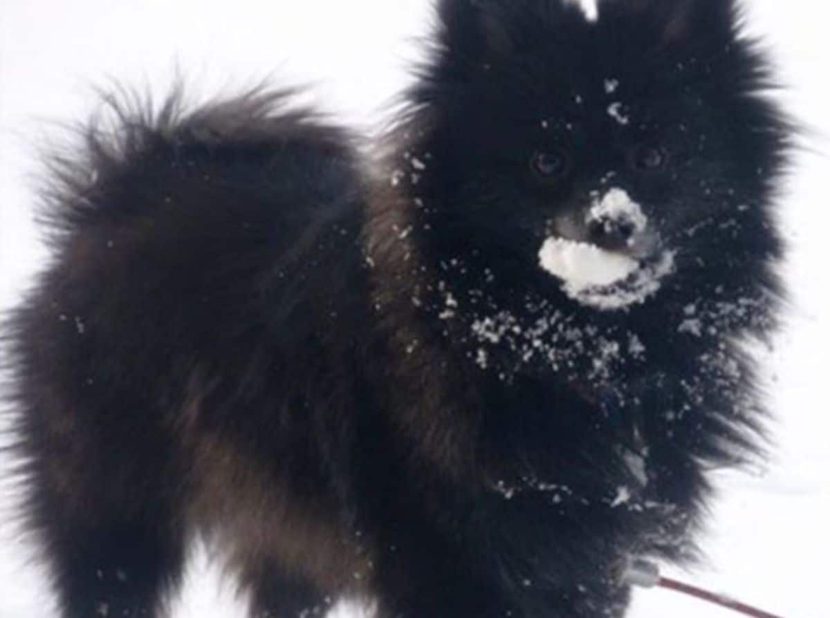 fluffy black dog standing in snow with a snowball in its mouth