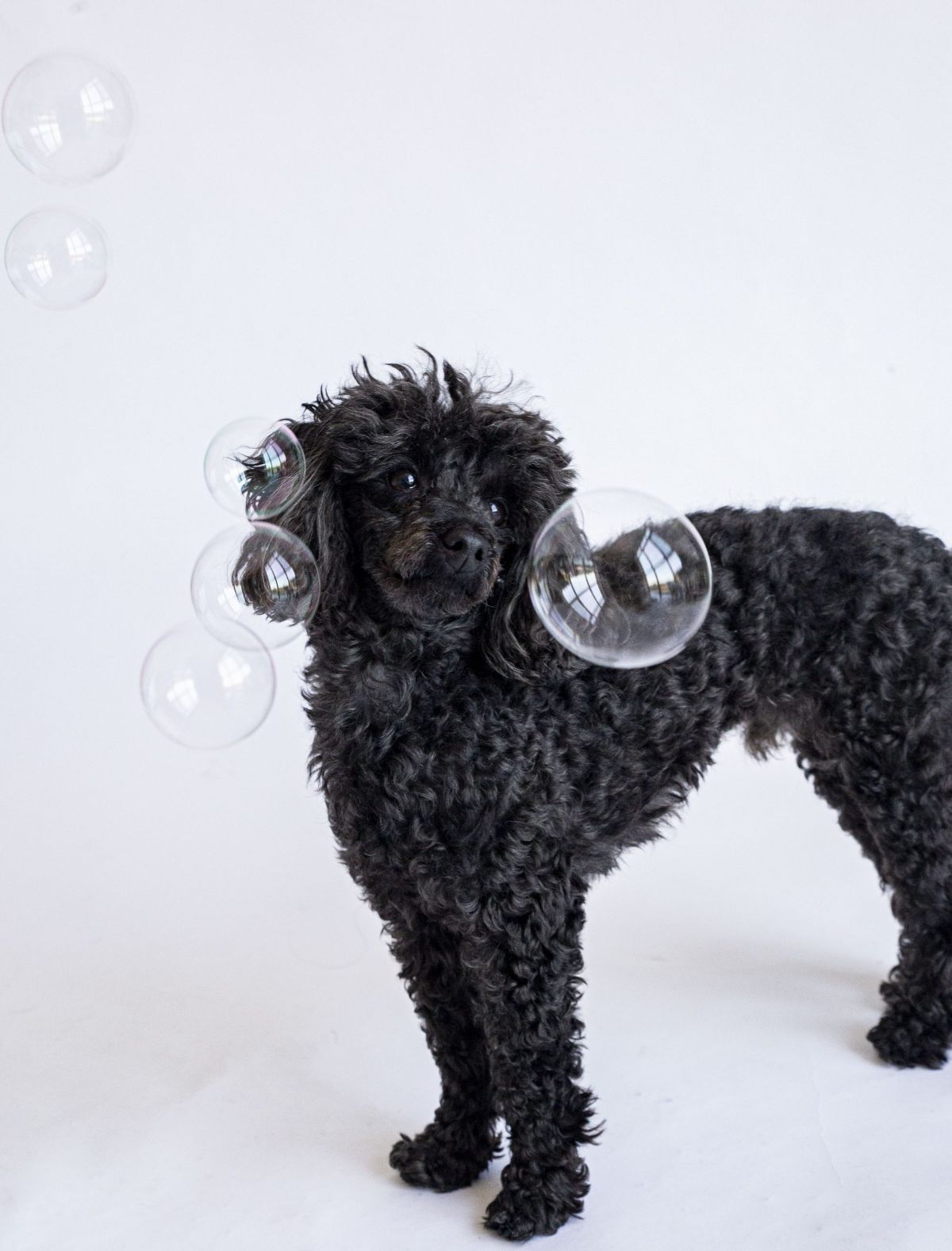 fluffy black dog surrounded by soap bubbles