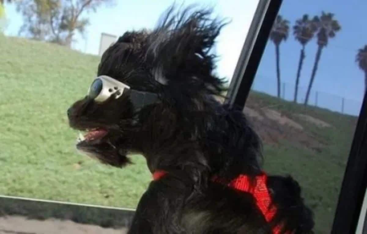 fluffy black dog with goggles on leaning out of a car window with the wind blowing the fur back